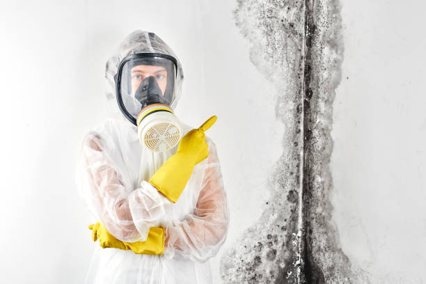 Best Asbestos and Lead Testing During Mold Inspection in Pacific, MO