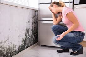 Why You Should Choose Our Mold Remediation Services in Pacific, MO